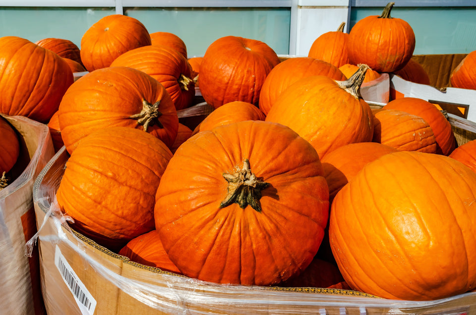 Pumpkin Bins